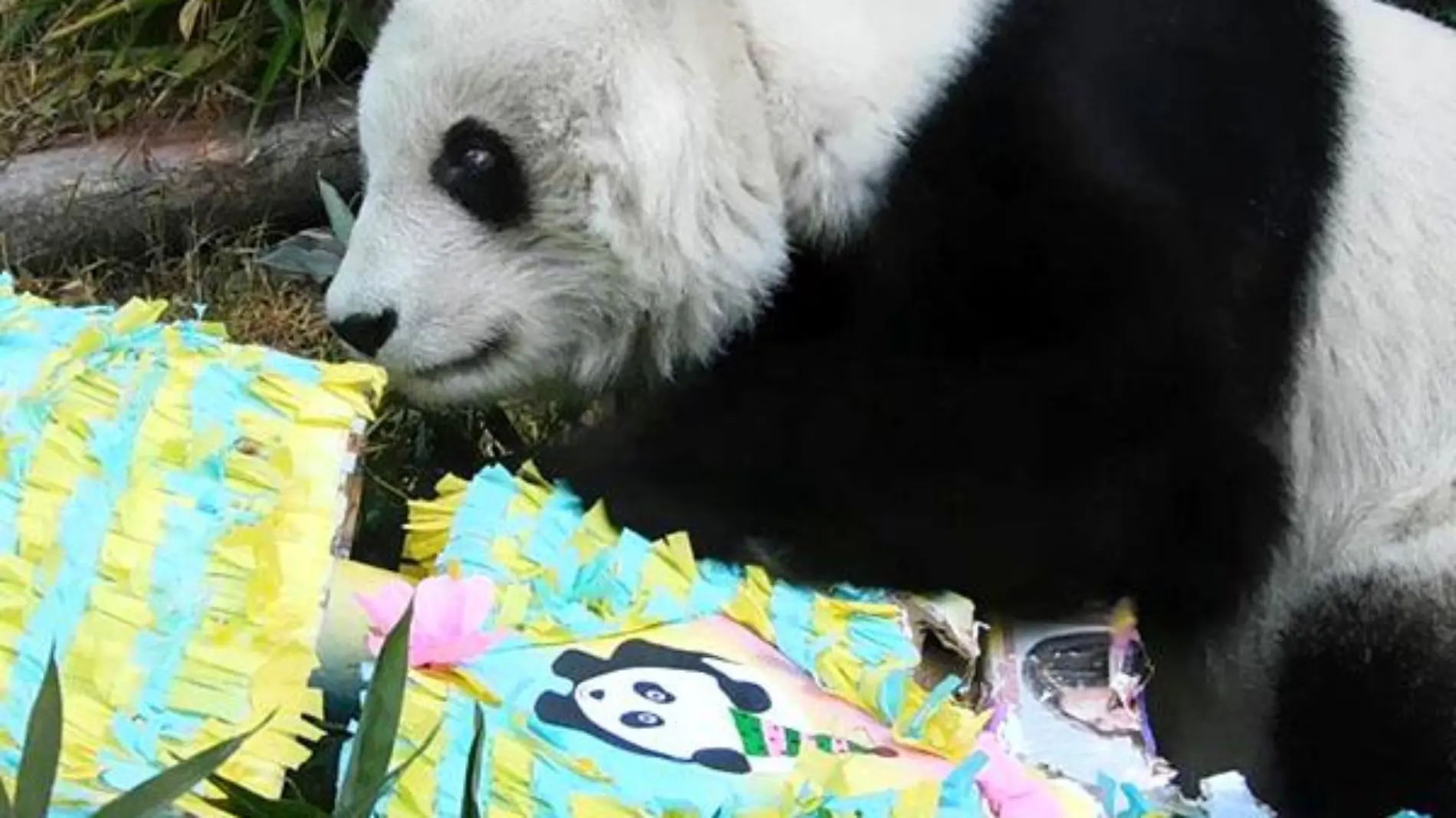 Celebra Zoológico de Chapultepec 46 aniversario de la llegada de pandas gigantes